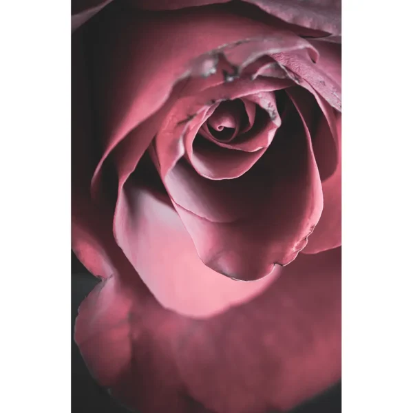 Red Rose Photographic Art Matted Print