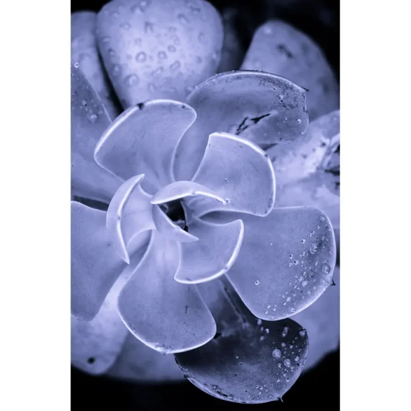 Succulent Drops Photographic Art Matted Print