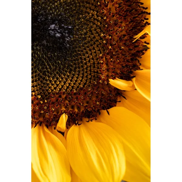 Sunflower Bloom Photographic Art Matted Print