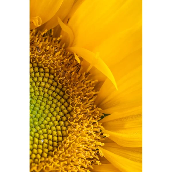 Sunflower Kalbar Photographic Art Matted Print