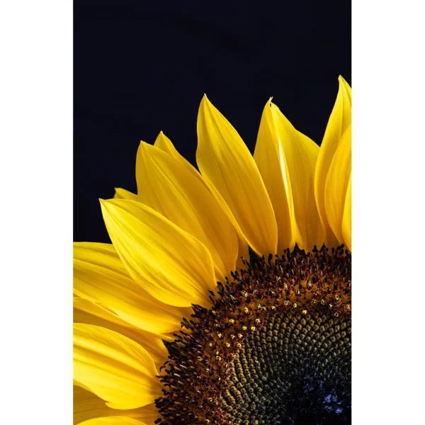 Sunflower Sunrise Photographic Art Matted Print